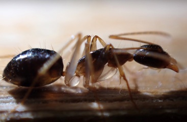 Ant